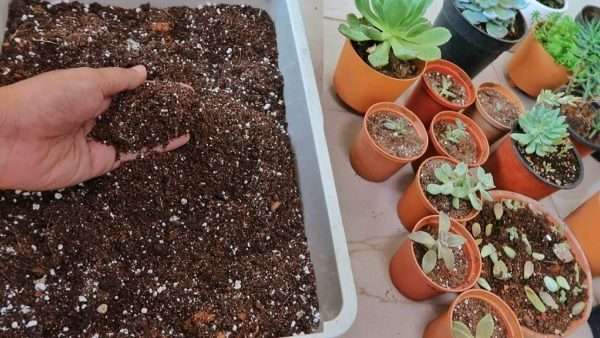 Cactus Planting Soil