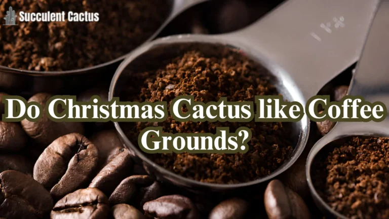 Do Christmas cactus like coffee grounds