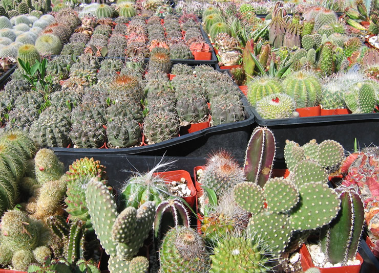 Cacti Near Me