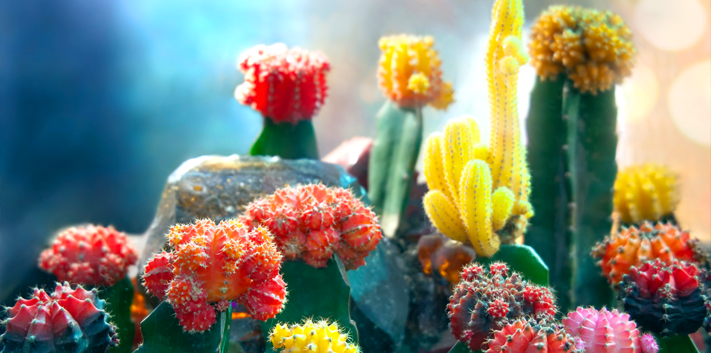 common color varieties for cactus