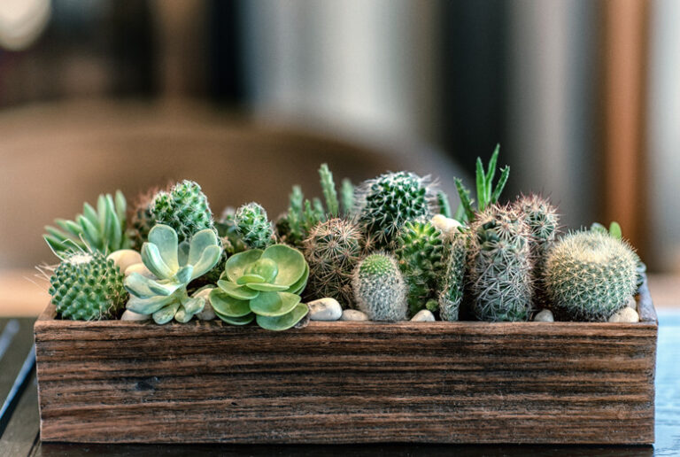 Mini Cactus