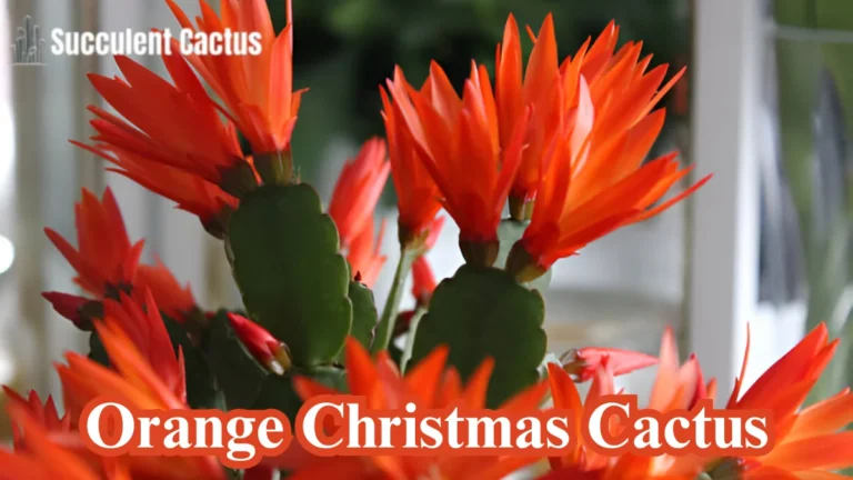 Orange Christmas Cactus