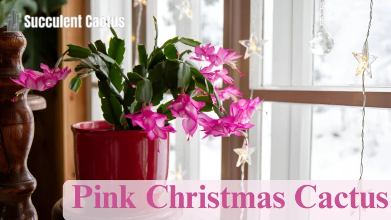 Pink Christmas Cactus