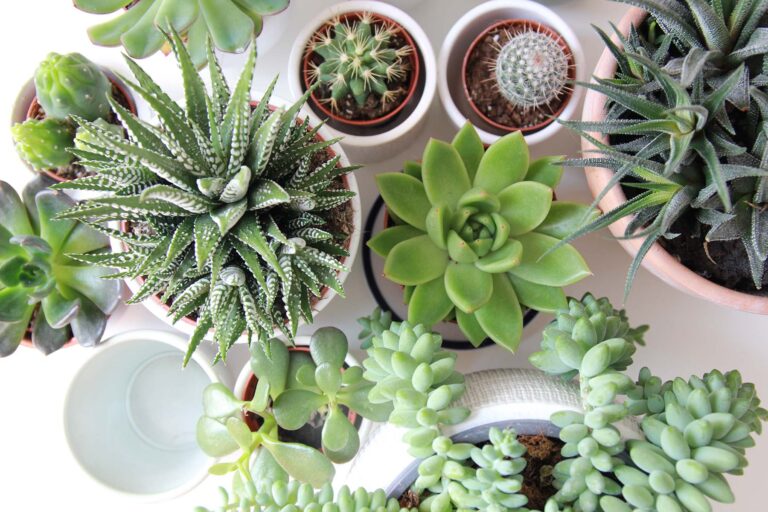 How To Care For a Succulent