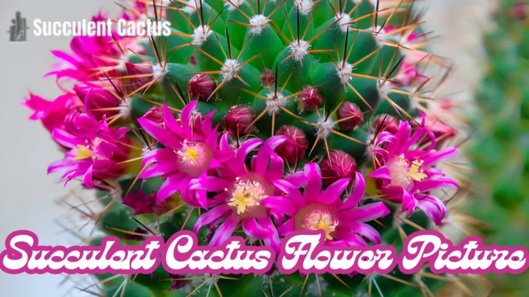 Succulent Cactus Flower Pictures