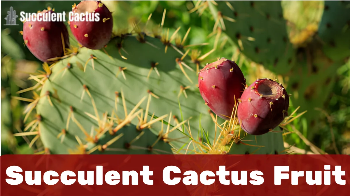 Succulent Cactus Fruit