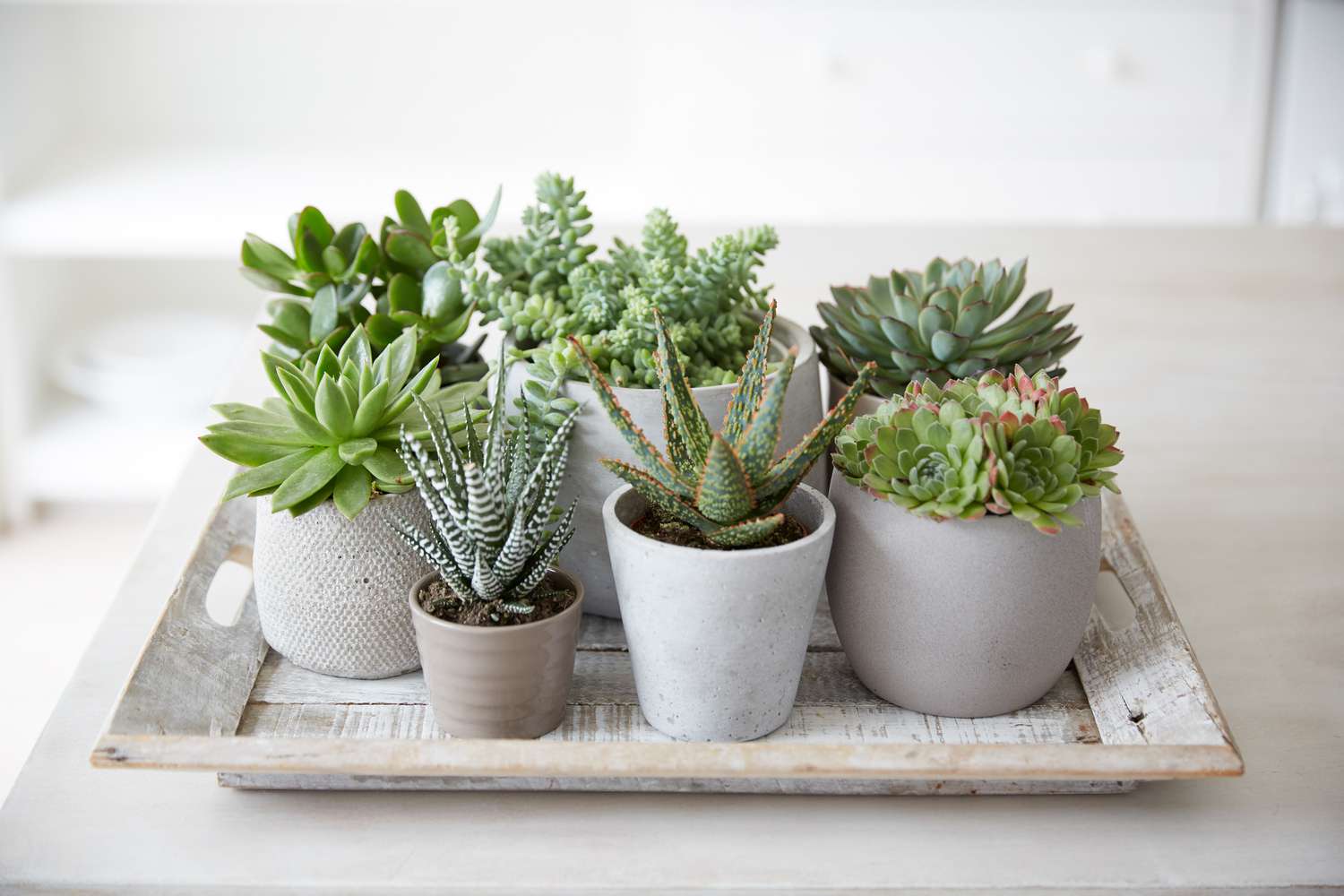 Succulent Plants