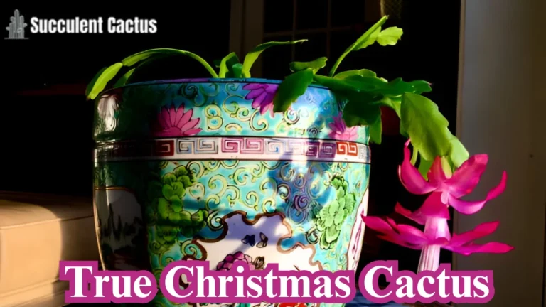 True Christmas Cactus