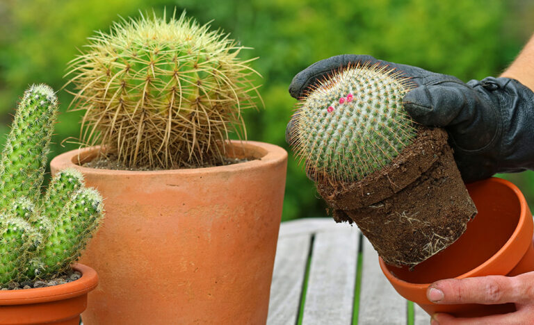 home depot cactus