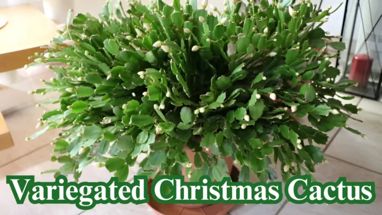 Variegated Christmas Cactus