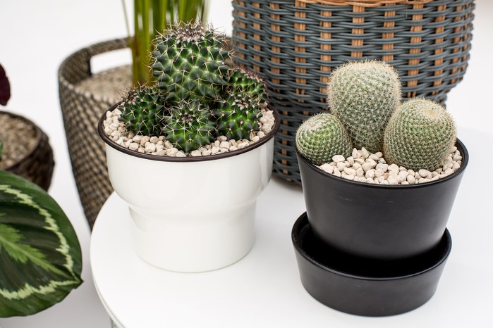 How to Care for Cactus