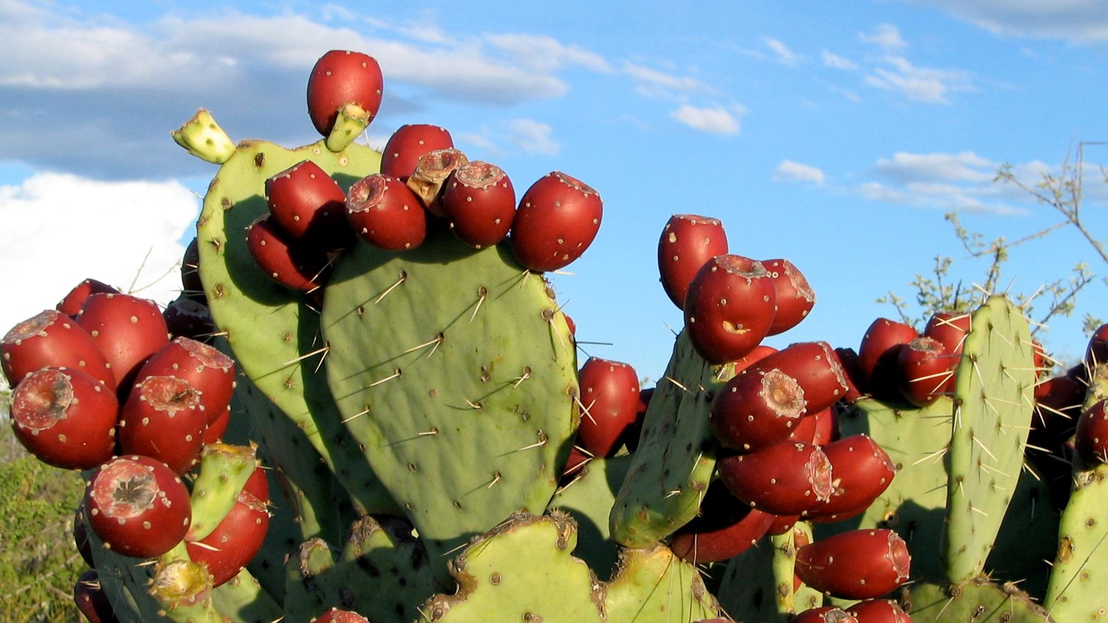 Flat Cactus