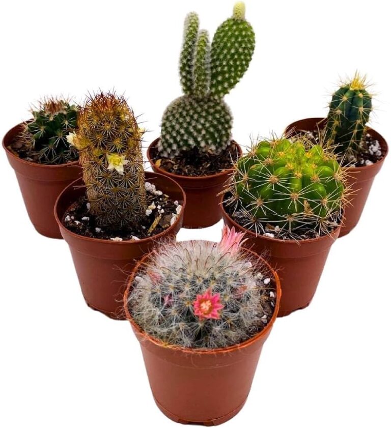 Mini Cacti