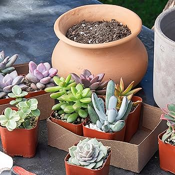 Caring for Succulents