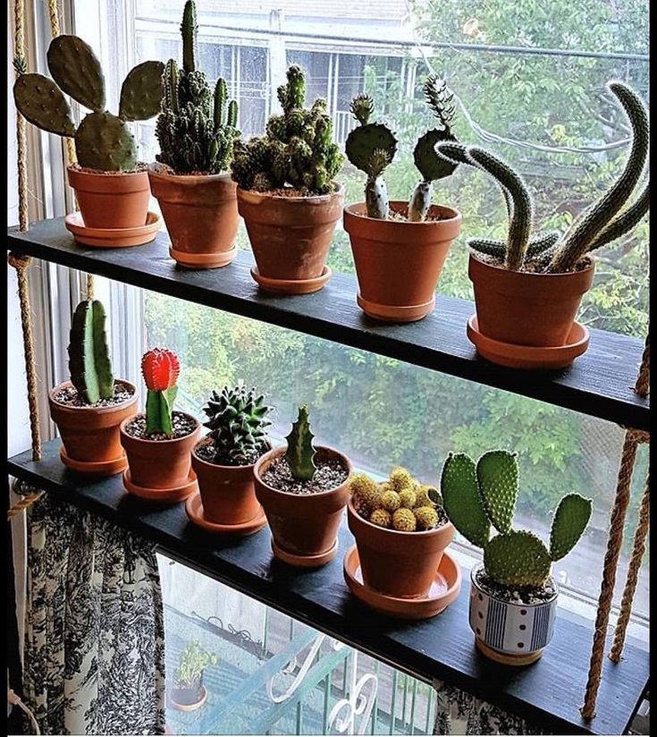 How Do You Take Care of a Cactus