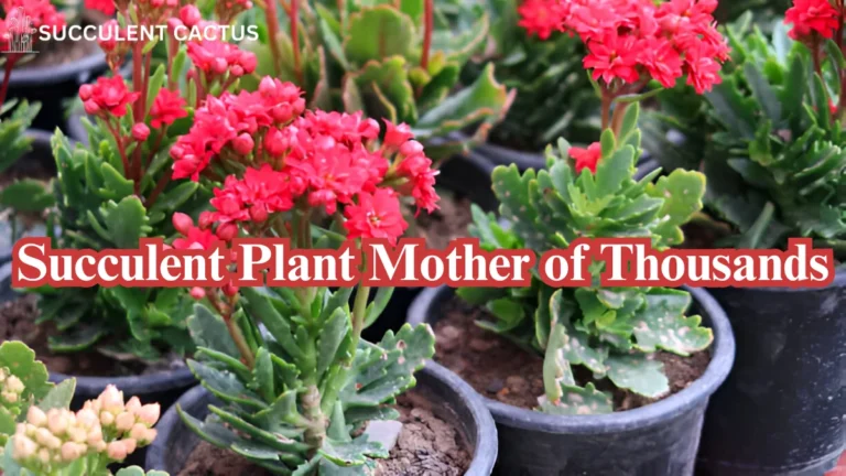 Succulent Plant Mother of Thousands