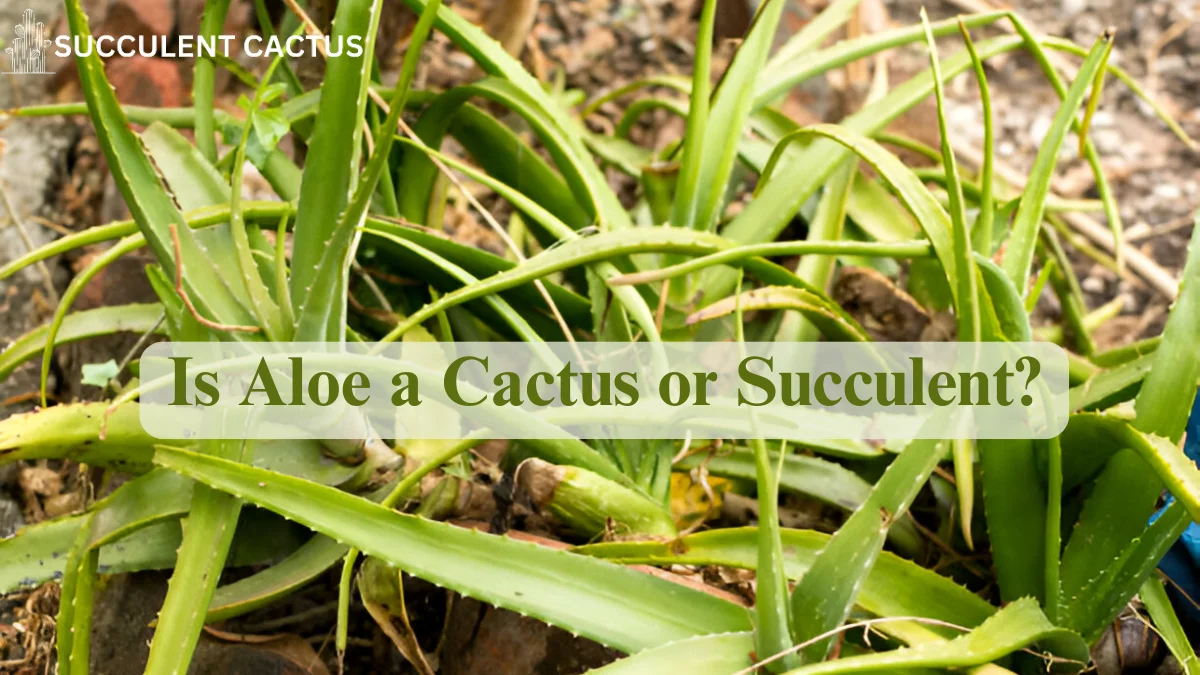 Aloe Cactus or Succulent