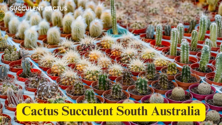 Cactus Succulent South Australia