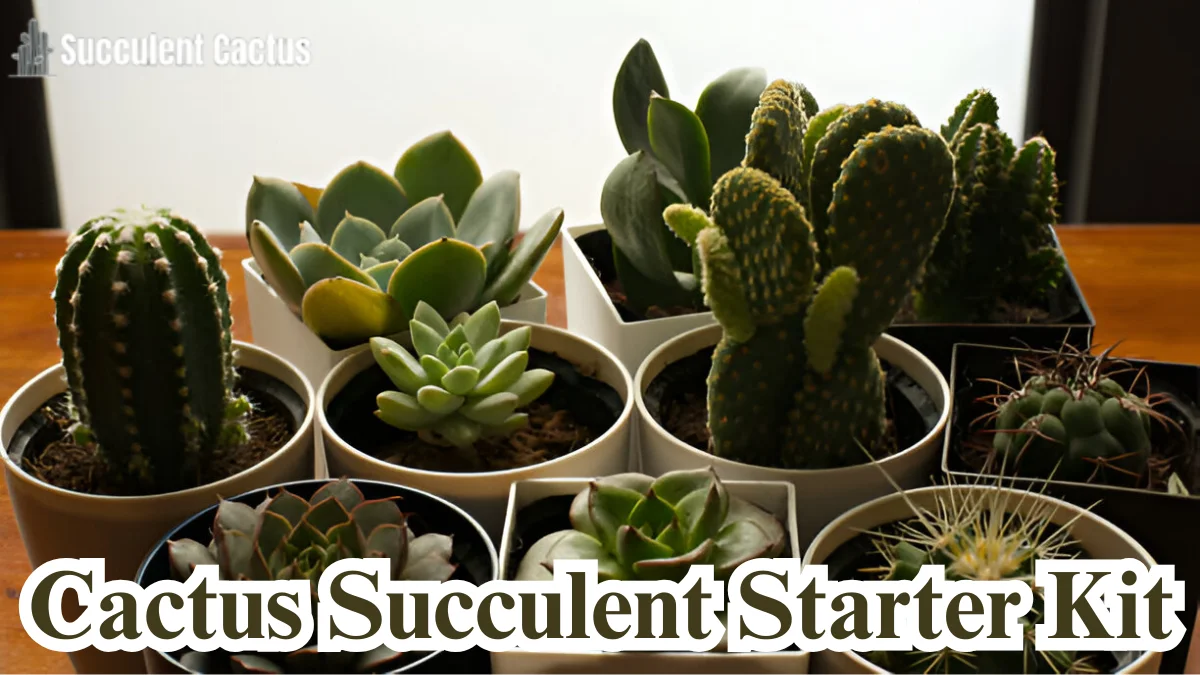 Cactus Succulent Starter Kit