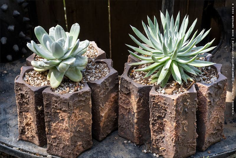 potting mix for succulent plants