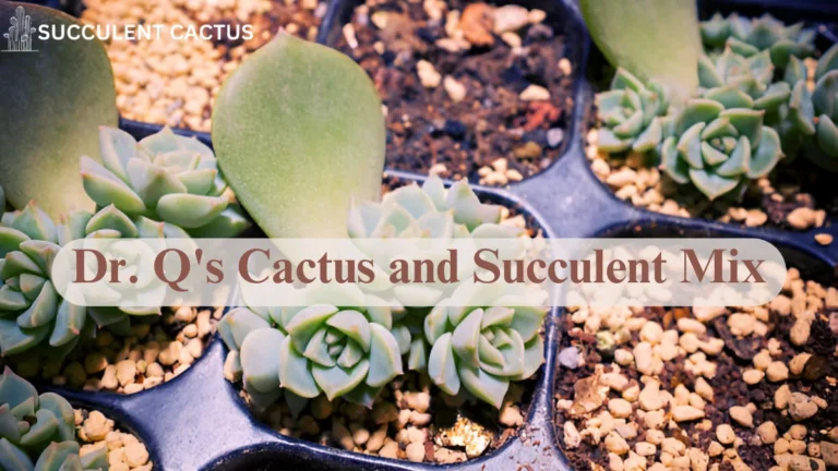 Dr. Q's Cactus and Succulent Mix