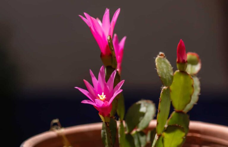 Flowering Cactus Varieties