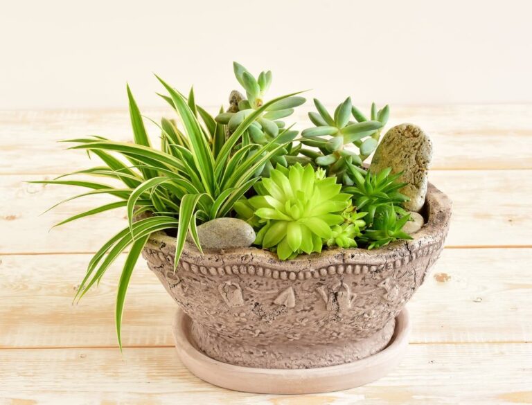 How Do I Care for a Succulent Plant