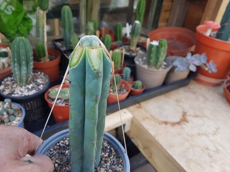 Caring for Cactus