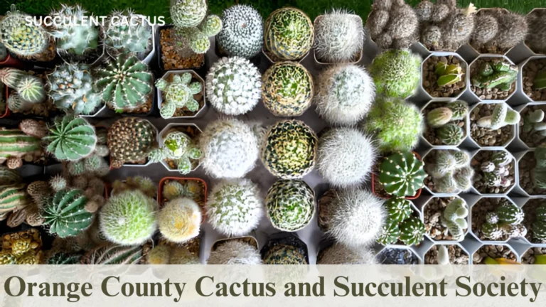 Orange Cactus Succulent Society