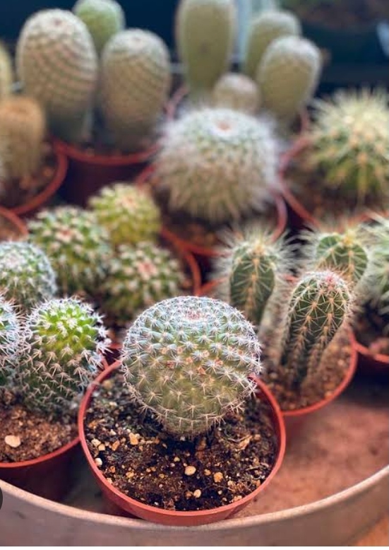 Little Cactus for Sale