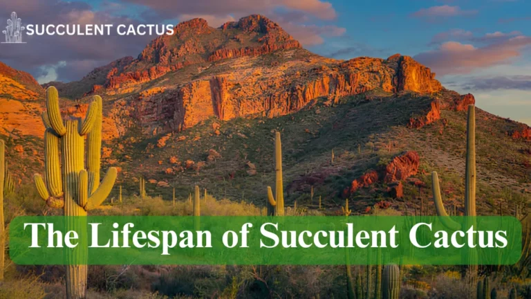 Succulent Cactus Lifespan