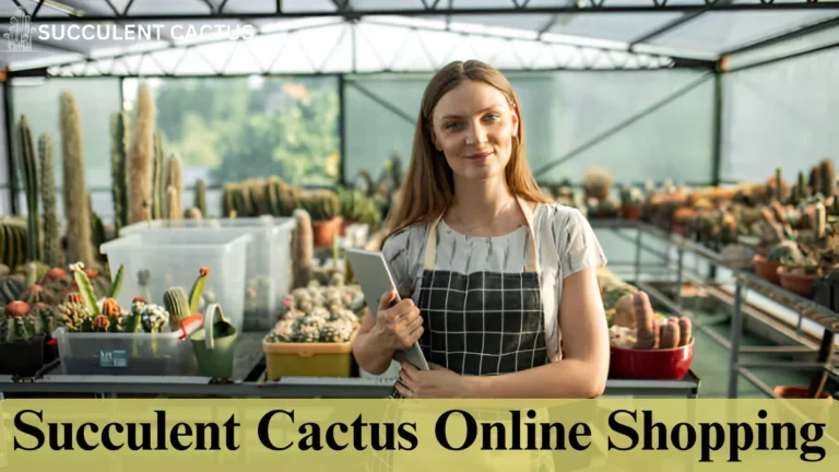 Succulent Cactus Online Shopping