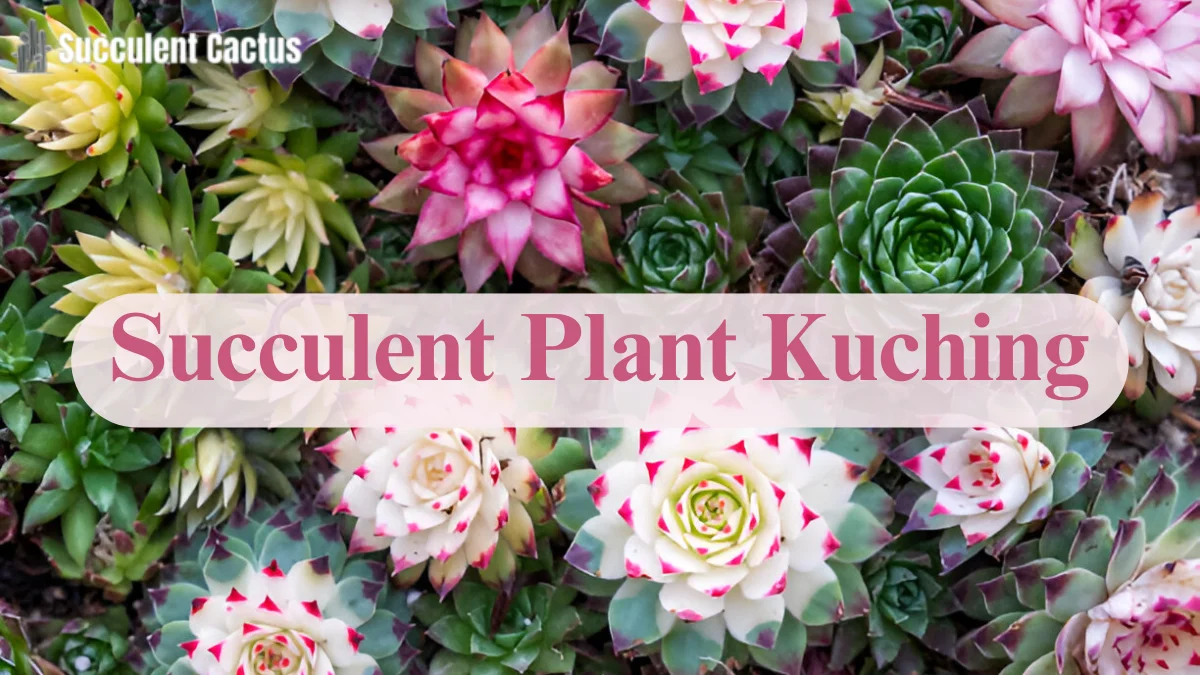 Succulent Plant Kuching