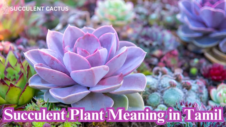 Succulent Plant Meaning in Tamil