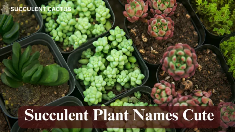 Succulent Plant Names Cute