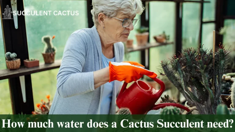 Succulent Plant needs water