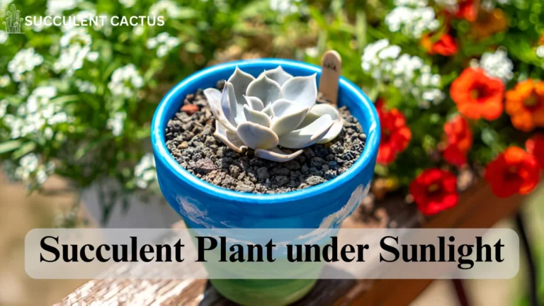 Succulent Plant under Sunlight