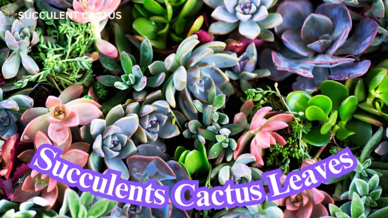 Succulents Cactus Leaves