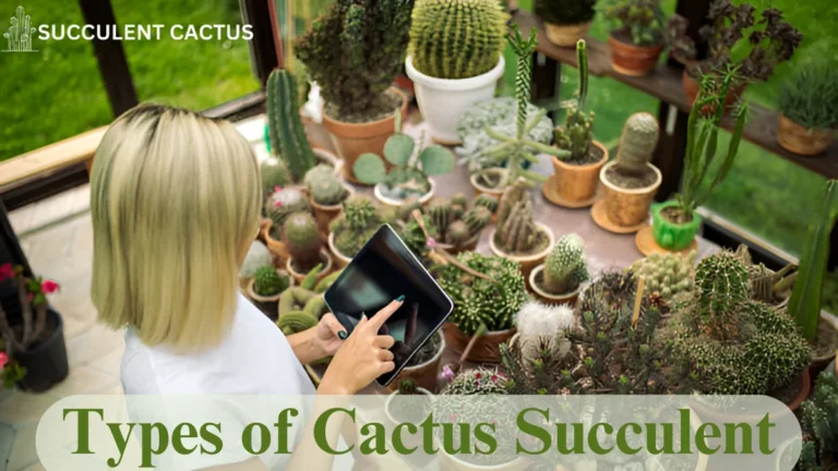 Types of Cactus Succulent