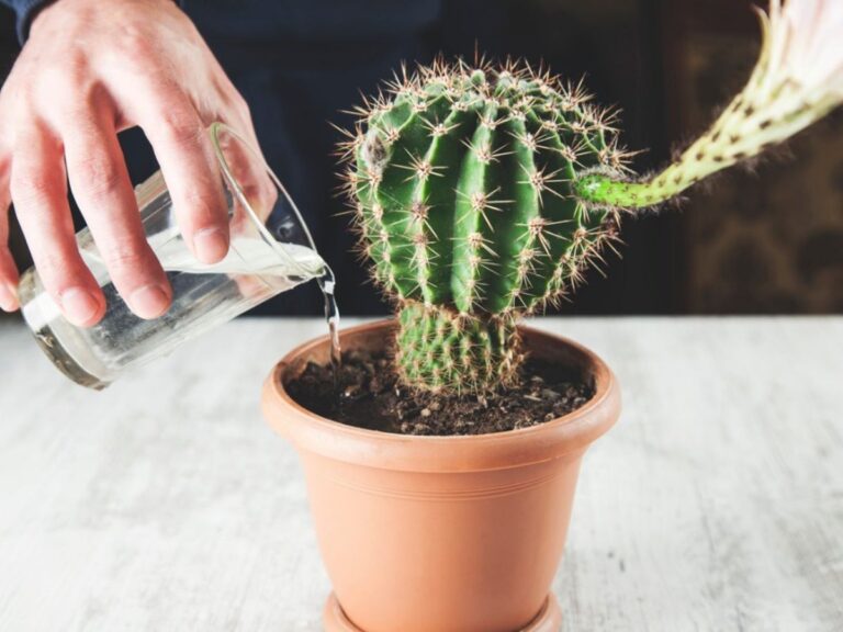 How Often Do I Water My Cactus