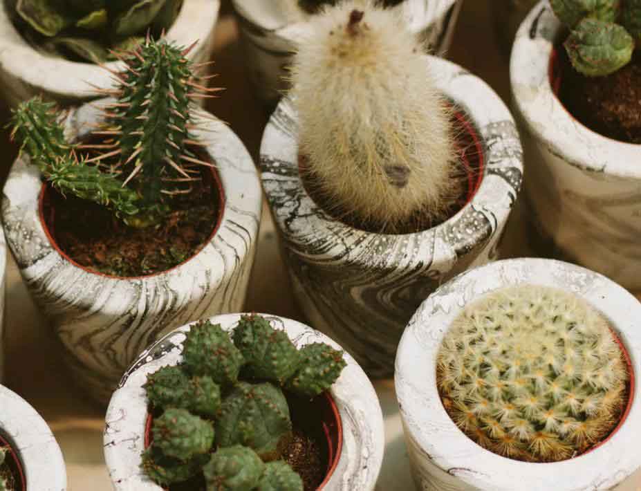 Cactus Succulent Plants