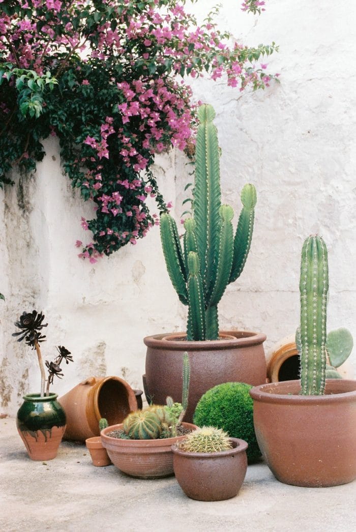 Potted Cactus