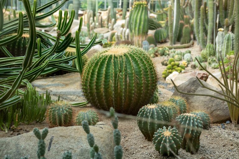 Exotic Cactus Plants