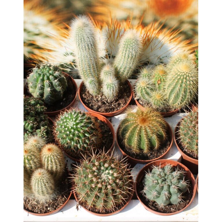 Cactus Mix