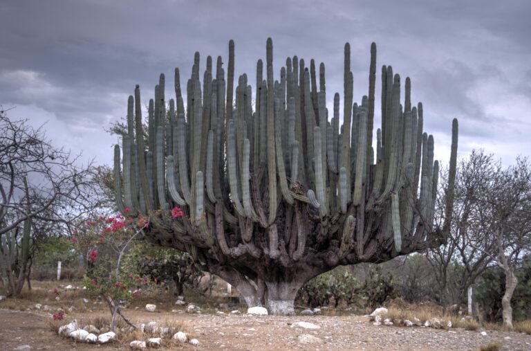 Cactus Trees