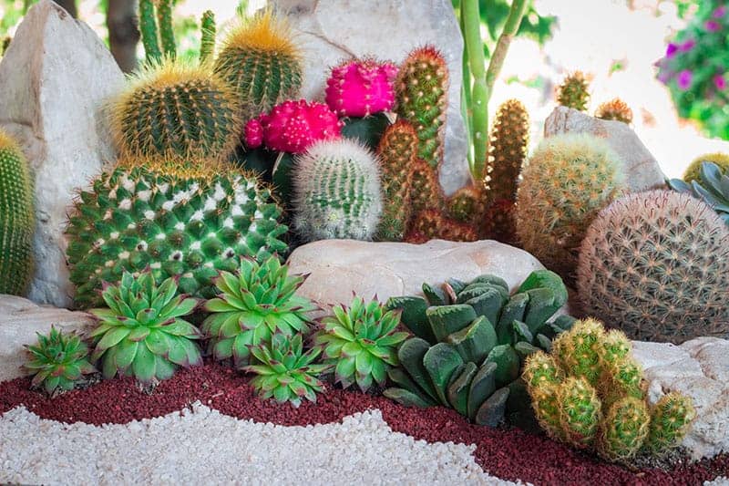 How to Care for Cactus Plants