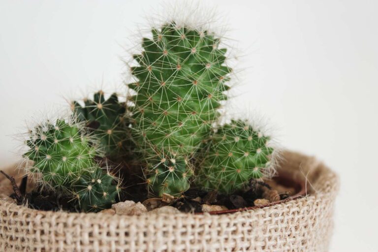 How to Care for a Cactus Plant