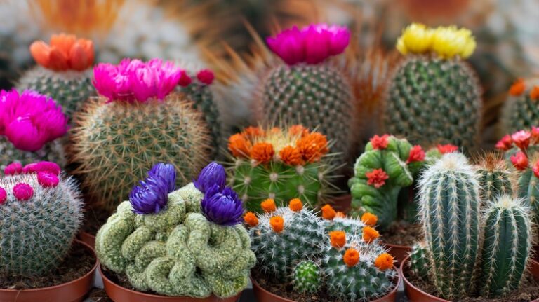 Colorful Cactus