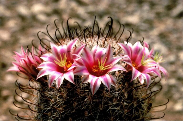 Cactus Flowering Plant