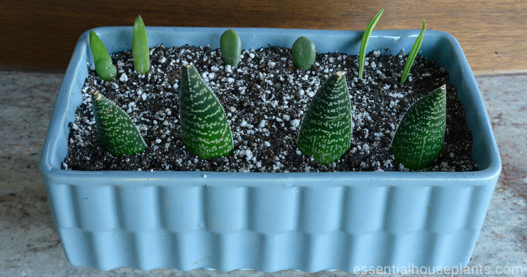 Caring for Succulent